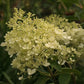 Hydrangea paniculata ILVOBO Bobo