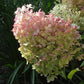 Hydrangea paniculata ILVOBO Bobo