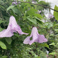 Viticella Betty Corning Clematis Vine