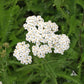 Western Yarrow Seeds online shopping