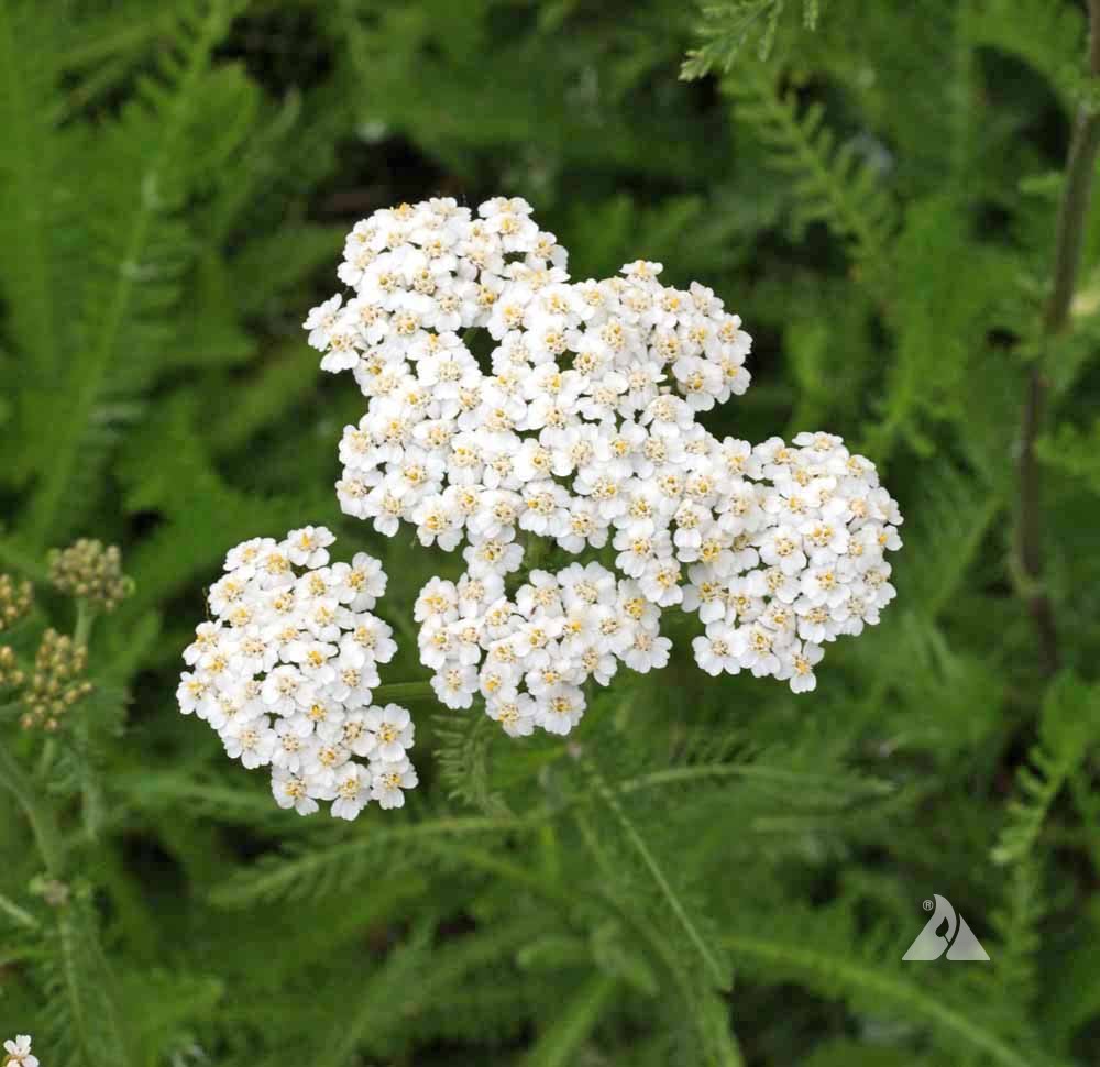 Western Yarrow Seeds online shopping