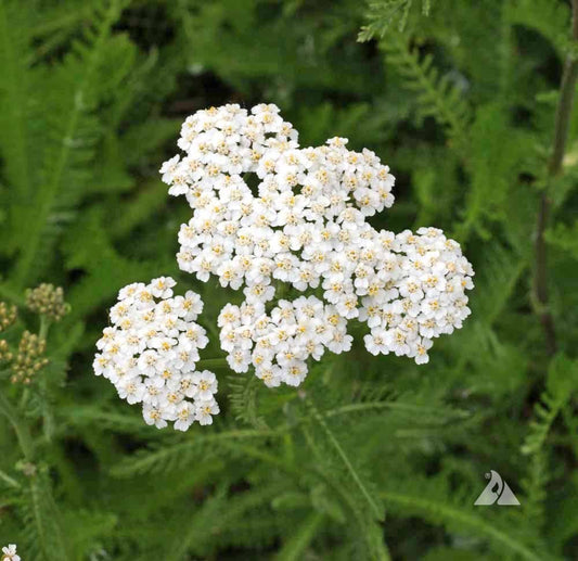 Western Yarrow Seeds online shopping