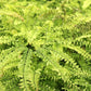 Adiantum Pedatum American Maidenhair Fern