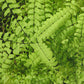 Adiantum Pedatum American Maidenhair Fern