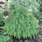 Adiantum Pedatum American Maidenhair Fern