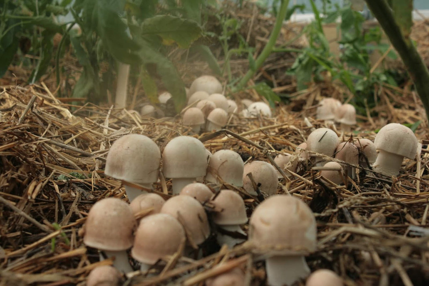 Almond Mushroom - Champignon Agaric Royal