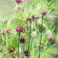 Hair Allium Bulbs