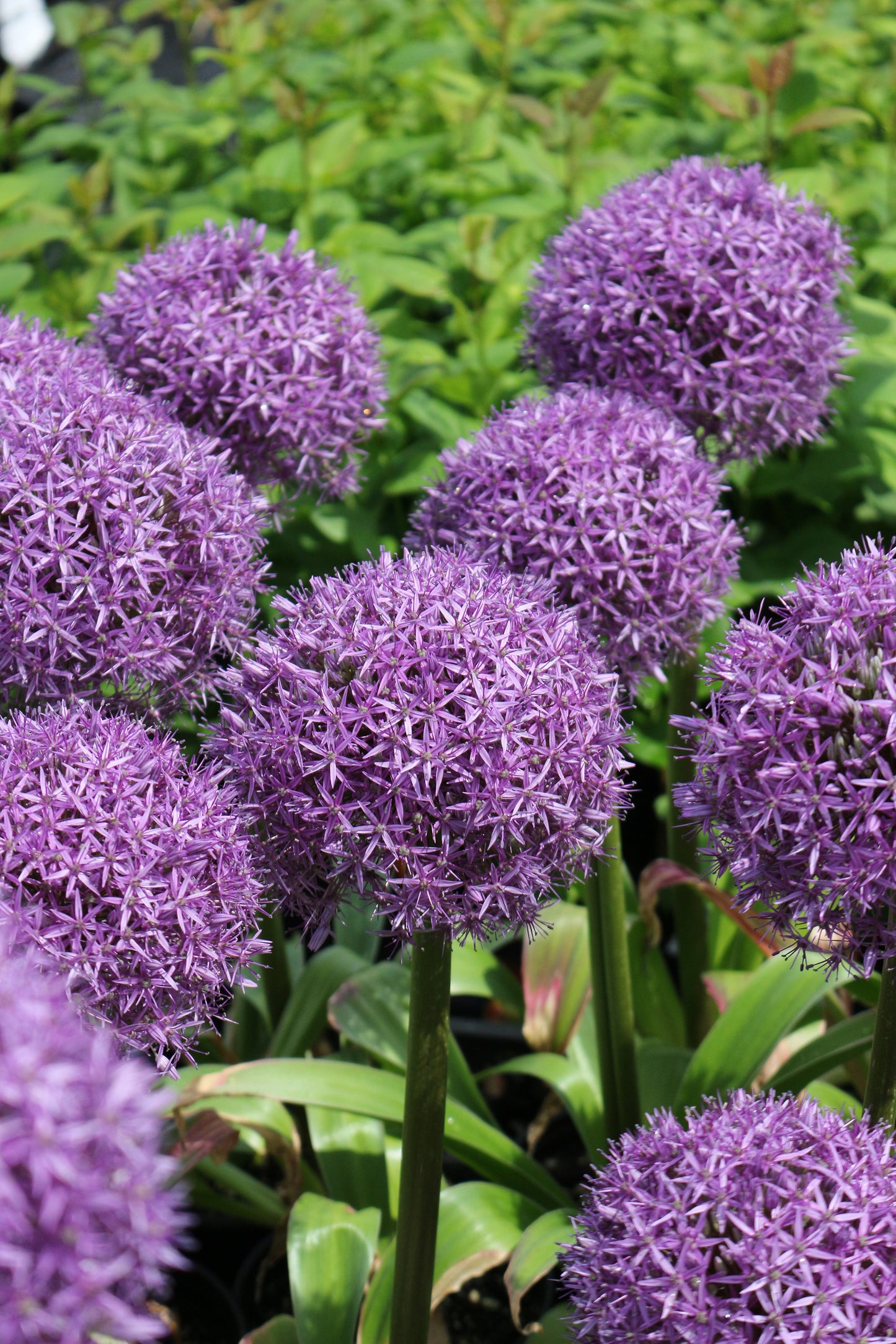 Giganteum Allium Bulbs