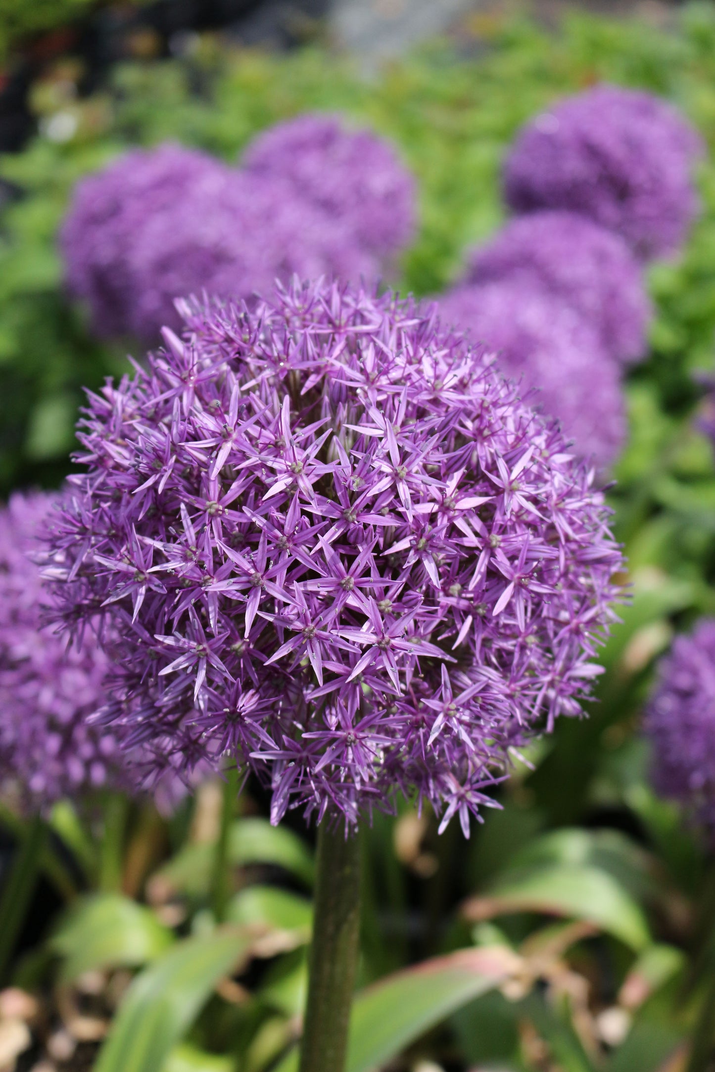 Giganteum Allium Bulbs