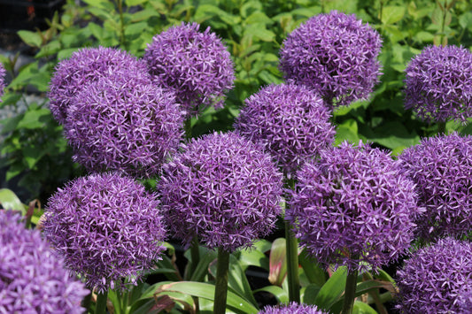 Giganteum Allium Bulbs