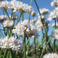 Graceful Beauty Allium Bulbs