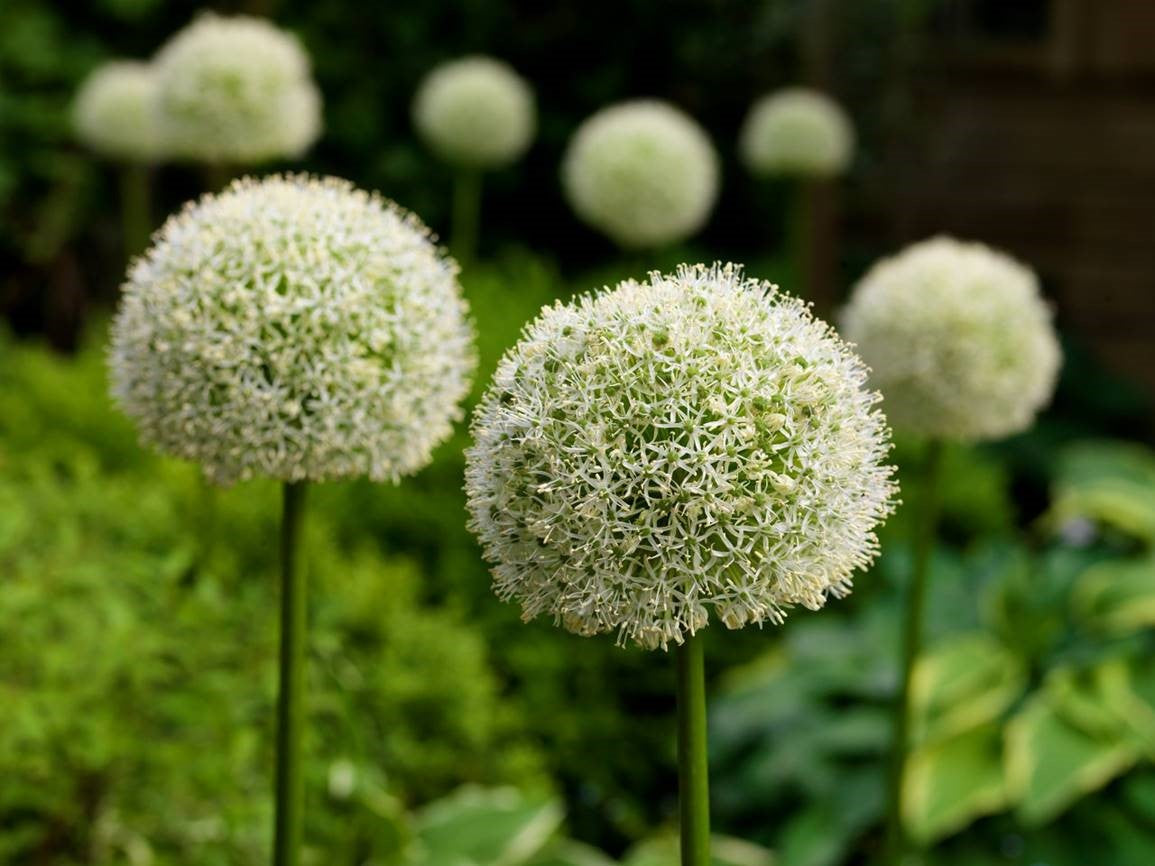 White Giant Allium Bulbs