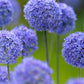 Azureum Allium Bulbs