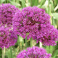 Purple Sensation Allium Bulbs