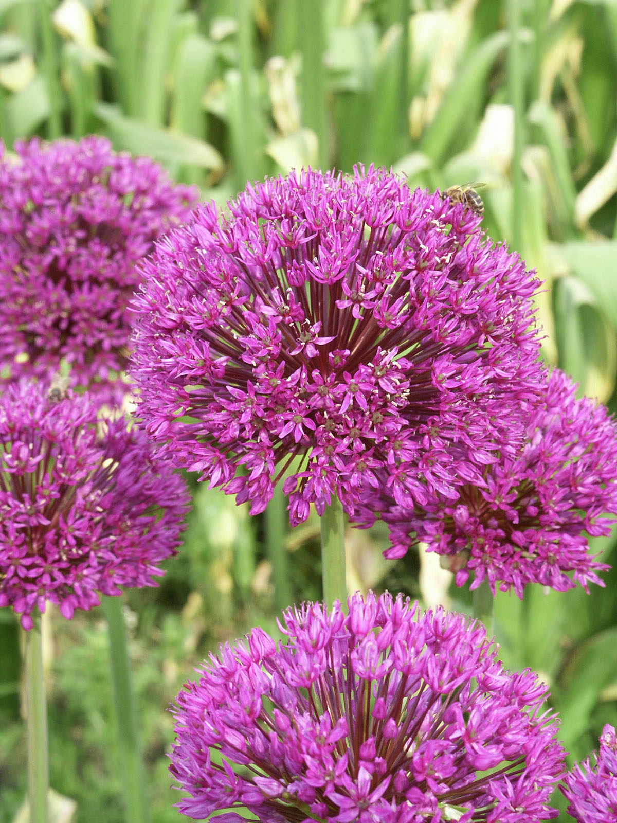 Purple Sensation Allium Bulbs