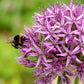 Purple Sensation Allium Bulbs