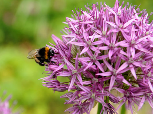 Purple Sensation Allium Bulbs