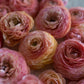 Amandine Salmon Ranunculus Corms