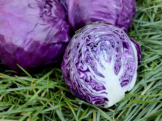 Amarant Purple Cabbage