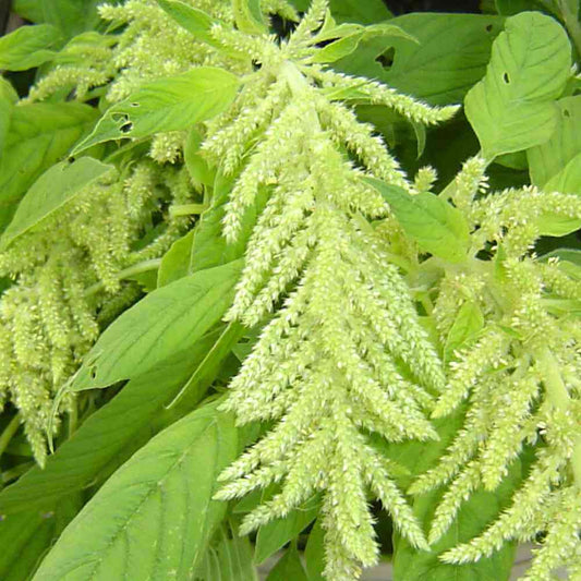 Green Tails Amaranth Seeds online shopping