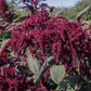 Hopi Red Dye Amaranth Seeds online shopping