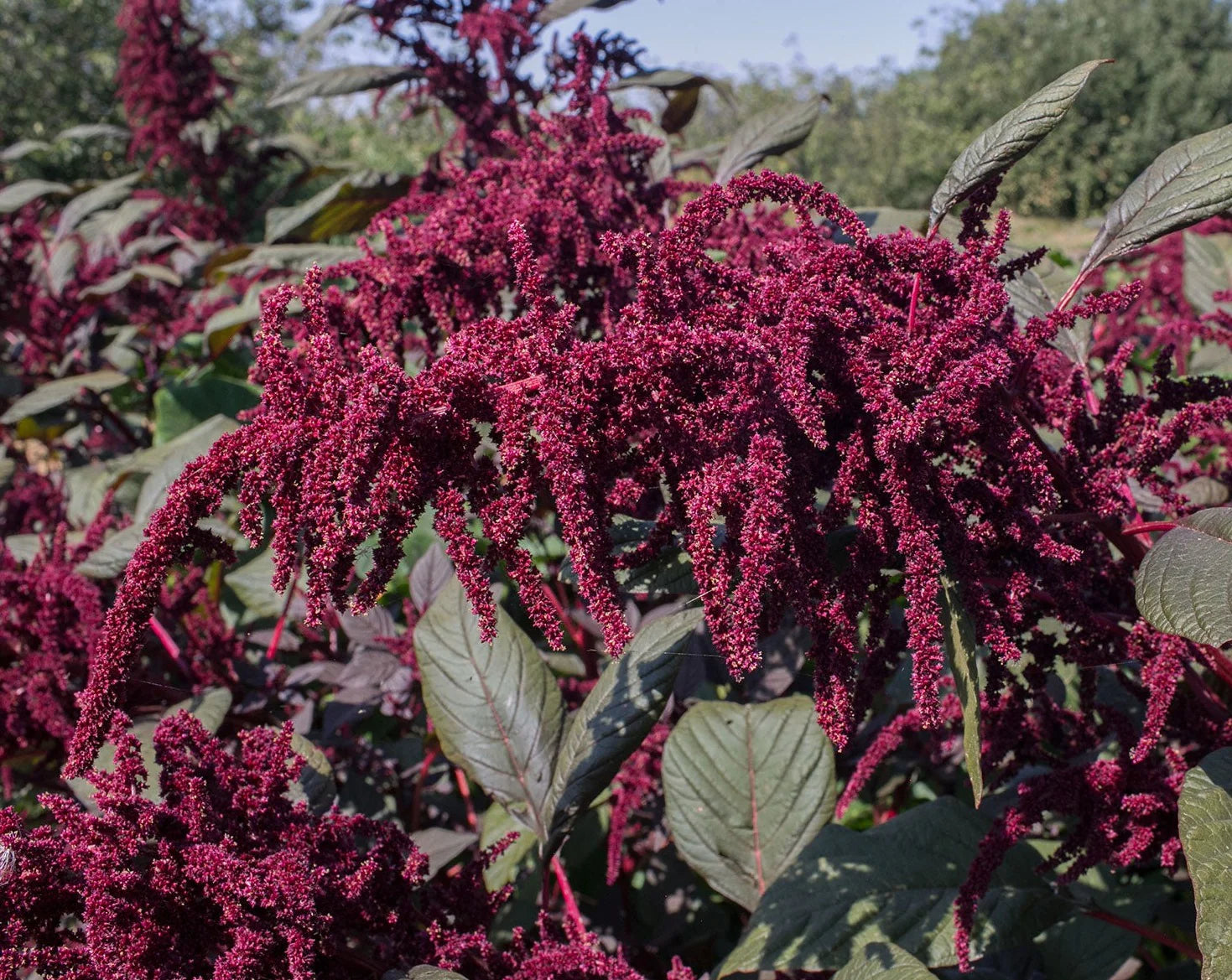 Hopi Red Dye Amaranth Seeds online shopping