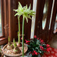 Evergreen Amaryllis Bulbs
