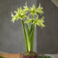 Evergreen Amaryllis Bulbs