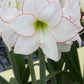 Picotee Amaryllis Bulbs