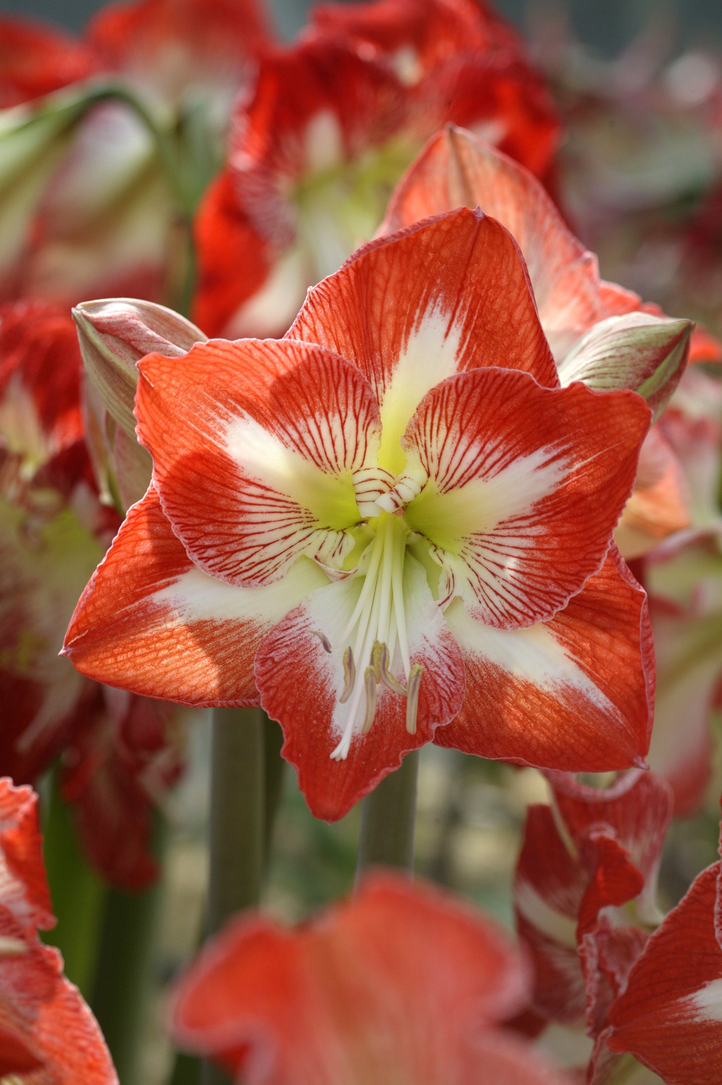 Minerva Dutch Amaryllis Bulbs