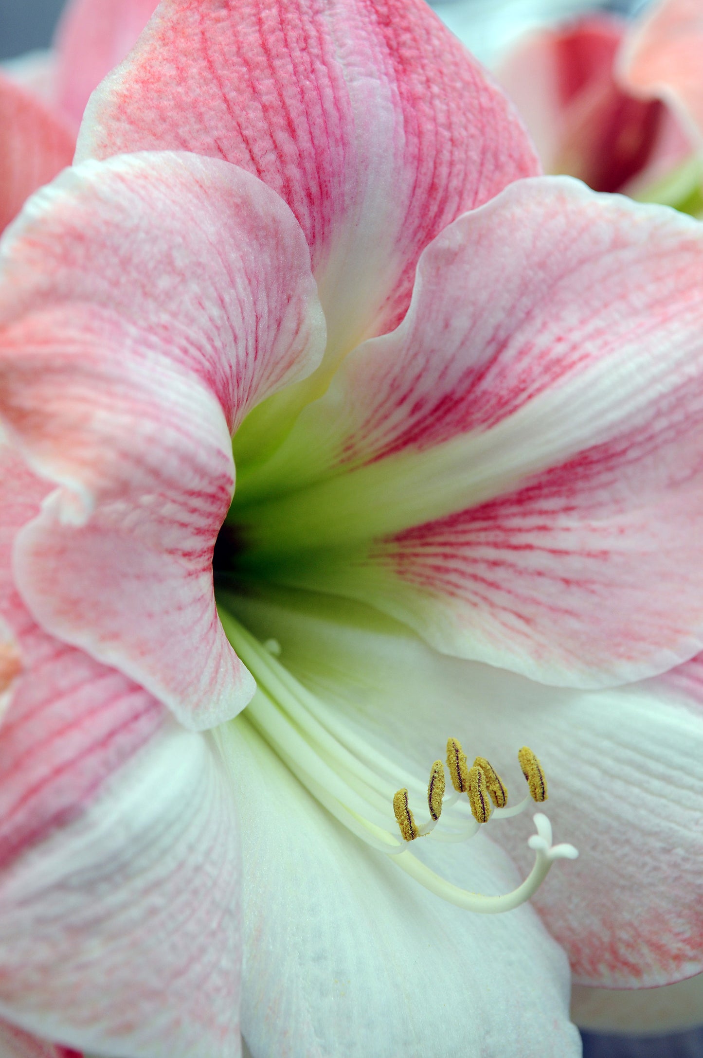 Dasher Prepared Amaryllis Bulbs