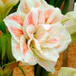 Nymph Double Amaryllis Bulbs