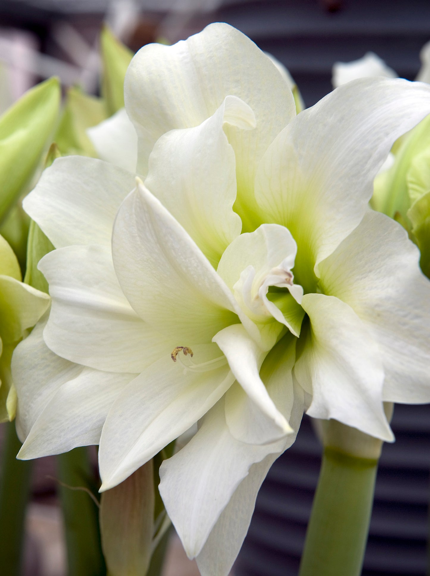 White Nymph Double Amaryllis Bulbs