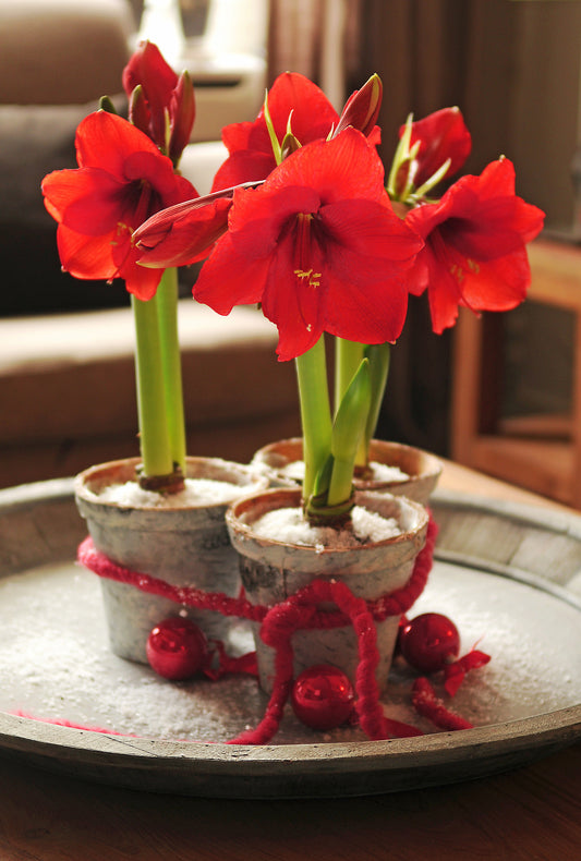 Red Lion Dutch Amaryllis Bulbs