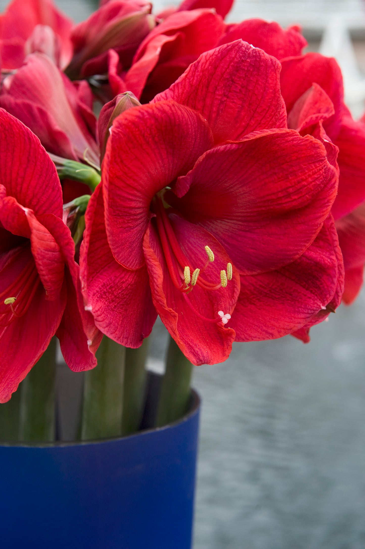 Rudolph Prepared Amaryllis Bulb