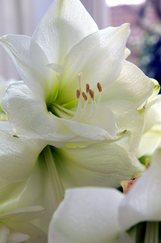 Mont Blanc Dutch Amaryllis Bulbs