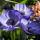 Blue Poppy De Caen Anemone Tubers
