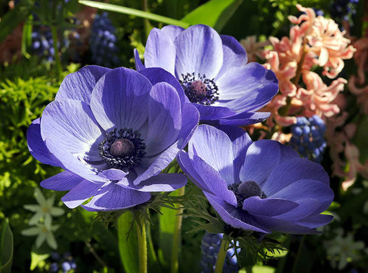 Blue Poppy De Caen Anemone Tubers