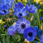Blue Poppy De Caen Anemone Tubers