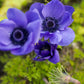 Blue Poppy De Caen Anemone Tubers