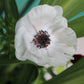 Carmel White Anemone Tubers