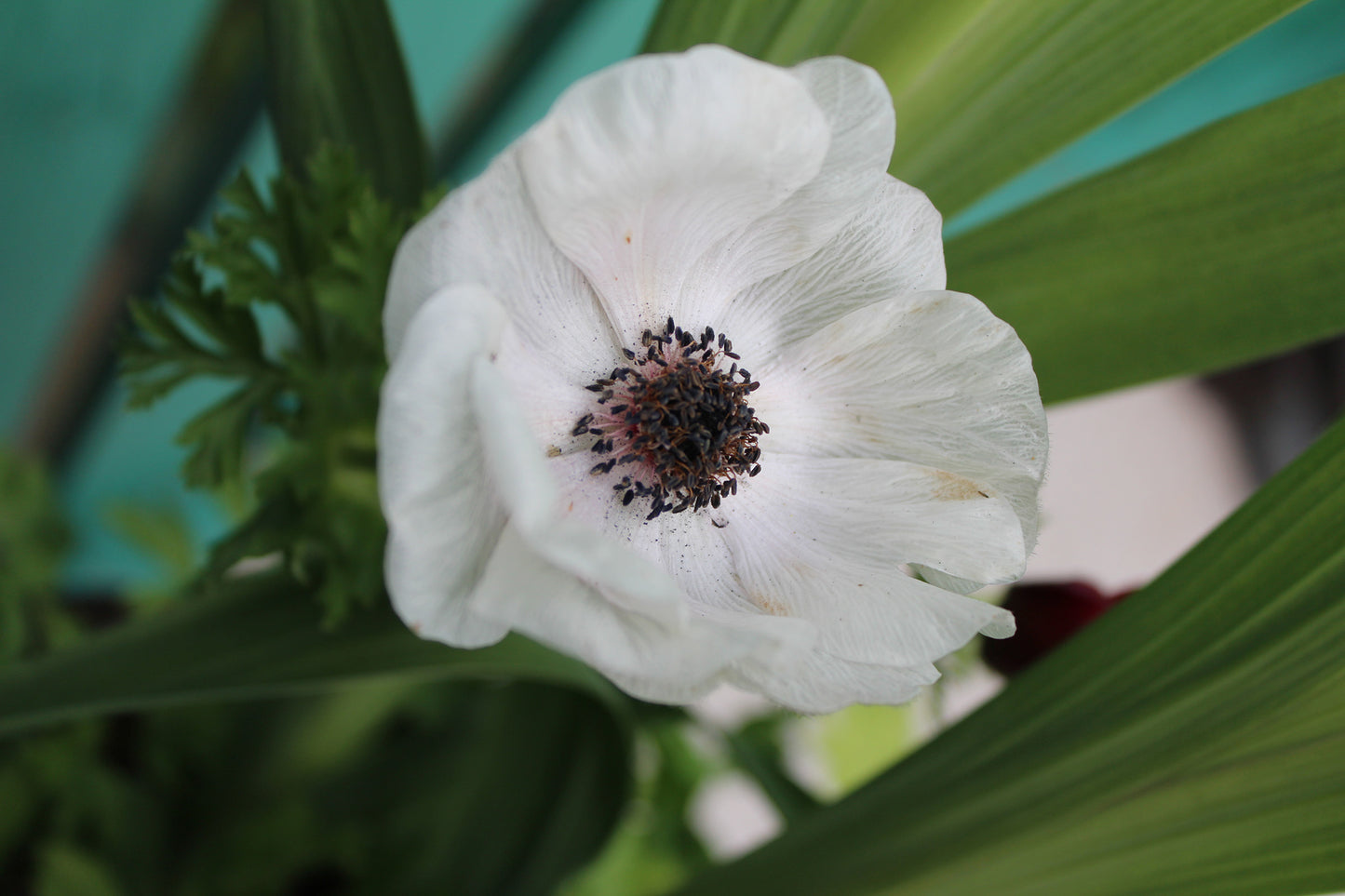 Carmel White Anemone Tubers