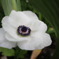 Carmel White Anemone Tubers
