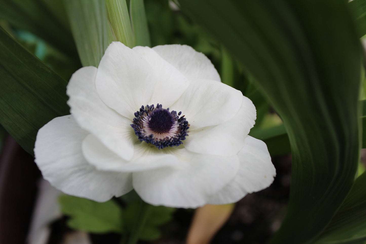 Carmel White Anemone Tubers