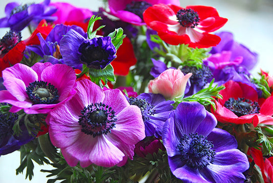 De Caen Gem Mix Anemone Tubers