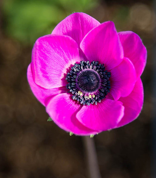 Sylphide De Caen Anemone Tubers