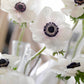 Carmel White Anemone Tubers