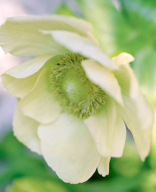 The Bride De Caen Anemone Tubers