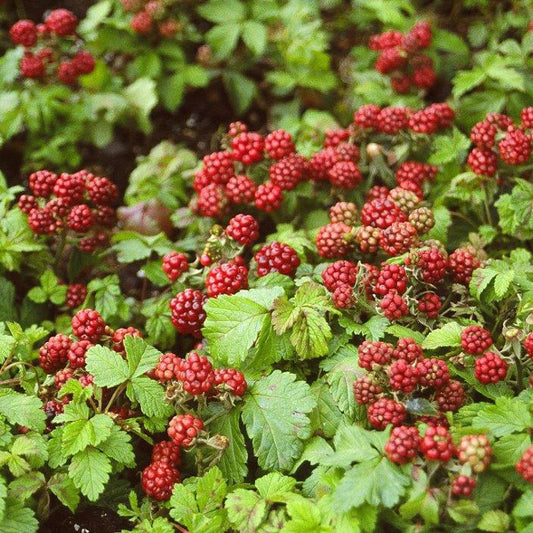 Rubus Nangoon ‘Anna’ Summer Bearing Raspberry