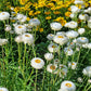 White Strawflower Seeds online shopping